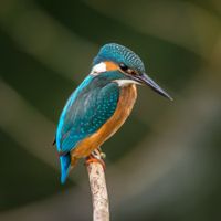 Bob